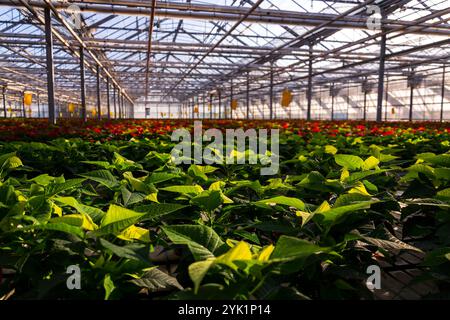 Un certo numero di specie tradizionali di piante in fiore natalizie poinsettias che crescono in una grande serra Foto Stock