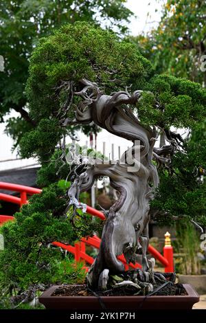 Museo Bonsai di Tokyo Foto Stock