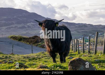 Highland Cow sull'isola di Skye, Scozia Foto Stock