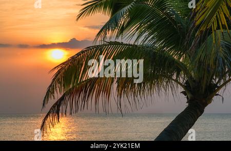 I raggi del tramonto filtrano attraverso le foglie di palma, illuminando l'oceano e creando un'atmosfera rilassante Foto Stock
