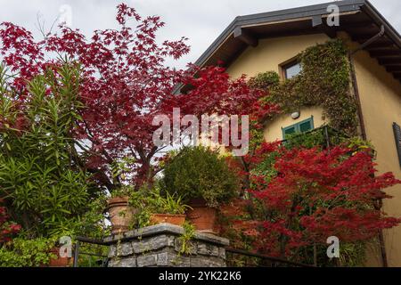 L'affascinante casa presenta vivaci foglie rosse di acero giapponese. Esterno decorato con lussureggiante vegetazione, a creare un tranquillo ambiente da giardino. Foto Stock