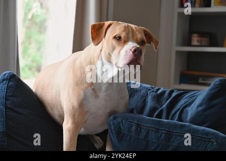 Curioso Pitbull Foto Stock