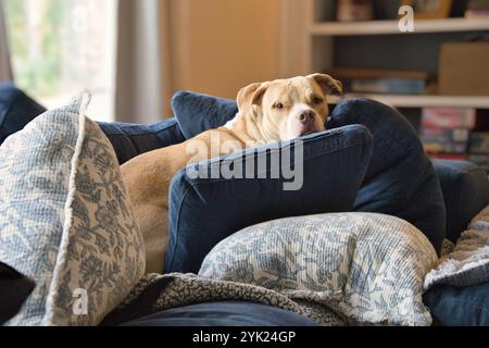 Stanley il pittie giallo nel suo forte preferito sul divano Foto Stock