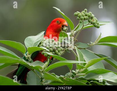 I pappagalli reali australiani (Alisterus scapularis) sono una specie di pappagallo endemico dell'Australia orientale, che si trovano nelle foreste pluviali. Foto Stock