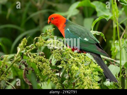 I pappagalli reali australiani (Alisterus scapularis) sono una specie di pappagallo endemico dell'Australia orientale, che si trovano nelle foreste pluviali. Foto Stock