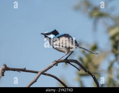 Superba fatina (Malurus cyaneus) appollaiata su una diramazione pronta a prendere il volo. Foto Stock