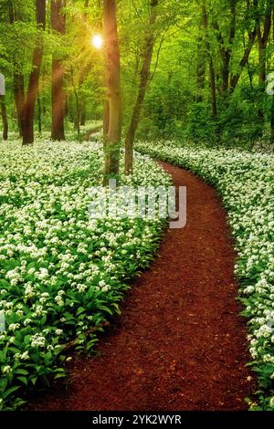 aglio selvatico, primavera, foresta, fioritura, tramonto, Sun, Lipsia, Sassonia, Germania Foto Stock