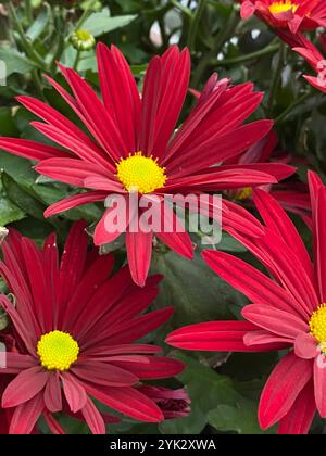 Il crisantemo fiorisce in piena fioritura, con ricchi petali rossi e vivaci centri gialli. Ideale per sfondi floreali, giardini a tema, autunno Foto Stock