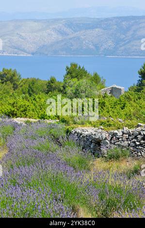 Campo di lavanda nella zona intorno a velo Grablje, isola di Hvar, Croazia, Europa sudorientale Foto Stock