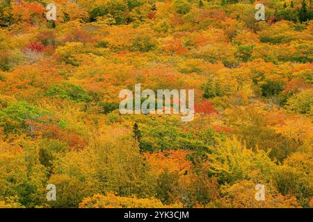 Low Clouds Cape Breton Highlands National Park   Big Intervale Cape North, nuova Scozia, CAN Foto Stock