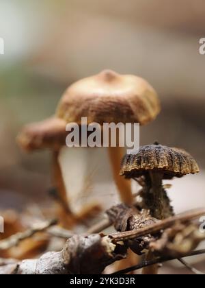 Foto macro di un gruppo di piccoli funghi sul pavimento della foresta, evidenziando le loro texture terrose e la disposizione naturale Foto Stock