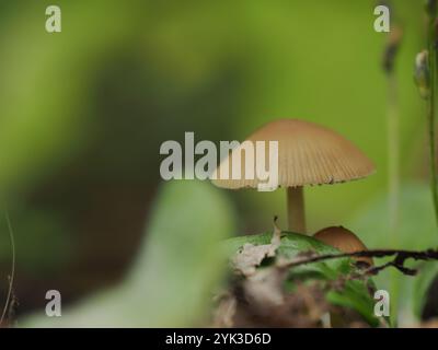 Foto macro di un fungo con un cappuccio liscio, alto in mezzo al verde del bosco. Foto Stock