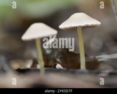 Foto macro di due funghi sottili con cuscinetti lisci, che crescono fianco a fianco sul pavimento della foresta in mezzo a superfici terrose. Foto Stock