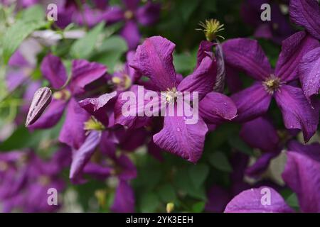 Clematis in Bloom Polish Spirit Close Up. Sfondo fiori. Splendidi fiori da arrampicata nel giardino estivo Foto Stock