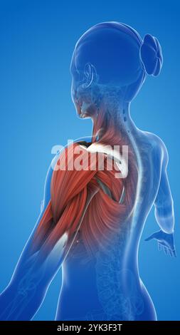 dolore e lesioni muscolari alla spalla Foto Stock