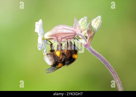 Garden bumblebee with the scientific name (Bombus hortorum). A bumblebee perched on a flower to suck nectar. Foto Stock