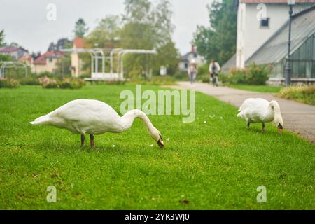 Due cigni bianchi che pascolano nel parco di Lubiana, Slovenia Foto Stock