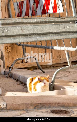 Uno zenzero e un gatto bianco che prende il sole in pace vicino a una barriera di costruzione e a uno sfondo rustico in legno in Italia. Foto Stock