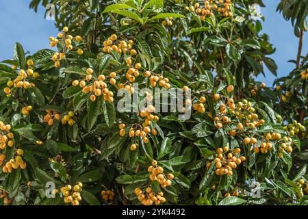 Frutti di loquat che crescono e maturano tra il fogliame verde e il primo piano degli alberi. Foto Stock