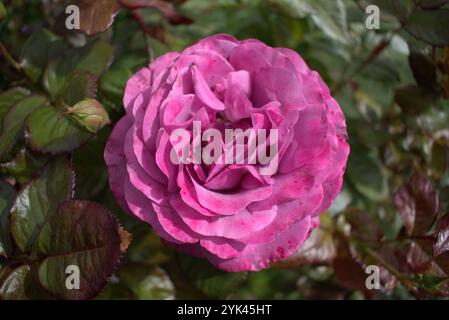 Mauve floribunda rose (cultivar 'Grazie') in piena fioritura in giardino Foto Stock