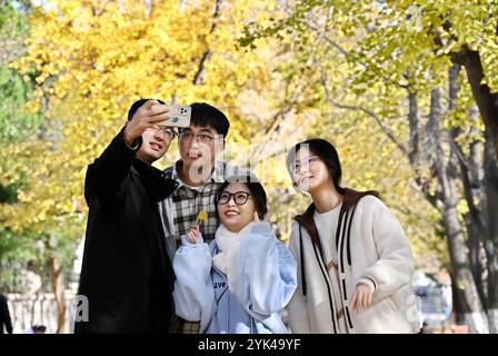 (241117) -- QINGDAO, 17 novembre 2024 (Xinhua) -- le persone prendono selfie sotto foglie dorate a Qingdao, nella provincia di Shandong della Cina orientale, 17 novembre 2024. (Xinhua/li Ziheng) Foto Stock