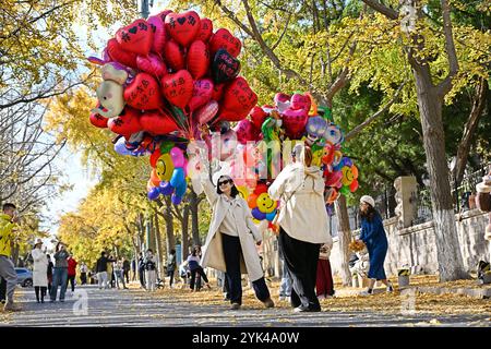 (241117) -- QINGDAO, 17 novembre 2024 (Xinhua) -- persone posano per foto sotto foglie dorate a Qingdao, nella provincia di Shandong della Cina orientale, 17 novembre 2024. (Xinhua/li Ziheng) Foto Stock