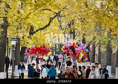 (241117) -- QINGDAO, 17 novembre 2024 (Xinhua) -- le persone camminano sotto le foglie dorate nell'area panoramica Badaguan a Qingdao, nella provincia di Shandong della Cina orientale, 17 novembre 2024. (Xinhua/li Ziheng) Foto Stock