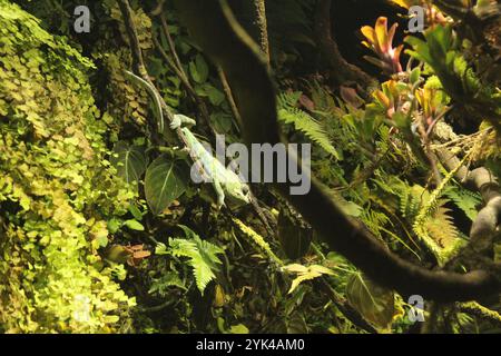 Phelsuma madagascariensis seduto su un ramo in primo piano in un acquario. Tenere le lucertole in un appartamento. Foto Stock