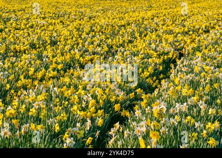 Bellissimo campo di fiori di narcisi in piena fioritura Foto Stock