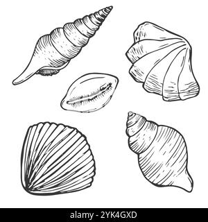 Insieme di vettori conchiglie. Illustrazione disegnata a mano su sfondo bianco. Raccolta di schizzi realistici. Vari molluschi di mare forme diverse, echin Illustrazione Vettoriale