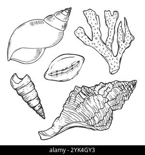 Insieme di vettori conchiglie. Illustrazione disegnata a mano su sfondo bianco. Raccolta di schizzi realistici. Vari molluschi di mare forme diverse, echin Illustrazione Vettoriale