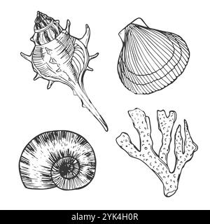 Insieme di vettori conchiglie. Illustrazione disegnata a mano su sfondo bianco. Raccolta di schizzi realistici. Vari molluschi di mare forme diverse, echin Illustrazione Vettoriale