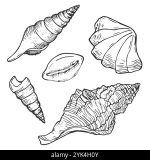 Insieme di vettori conchiglie. Illustrazione disegnata a mano su sfondo bianco. Raccolta di schizzi realistici. Vari molluschi di mare forme diverse, echin Illustrazione Vettoriale