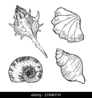 Insieme di vettori conchiglie. Illustrazione disegnata a mano su sfondo bianco. Raccolta di schizzi realistici. Vari molluschi di mare forme diverse, echin Illustrazione Vettoriale