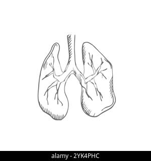 Illustrazione dei polmoni. Vettore disegnato a mano dell'apparato respiratorio. Elemento di noodle a contorno nero dell'organo umano Illustrazione Vettoriale