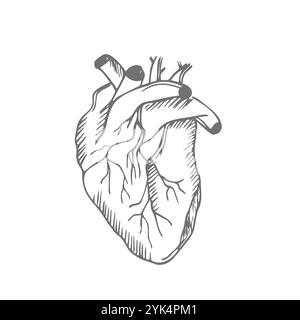 Cuore umano. Disegno lineare anatomico realistico, illustrazione vettoriale Illustrazione Vettoriale