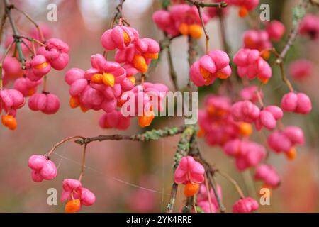 Le bacche rosse di Euonymus europaeus «Red Cascade», o albero del fuso in autunno. Foto Stock