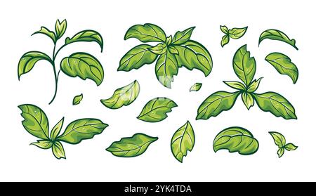 Raccolta di foglie di basilico. Arte botanica vettoriale. Erbe aromatiche. Adatto per illustrazioni alimentari, libri di cucina, menu e caffetterie. Stile di vita sano Illustrazione Vettoriale