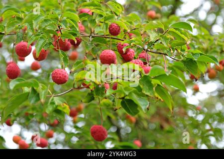 Cornus «Norman Hadden», il frutto simile alla fragola rossa dell’albero normanno Hadden. Foto Stock