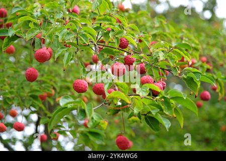 Cornus «Norman Hadden», il frutto simile alla fragola rossa dell’albero normanno Hadden. Foto Stock