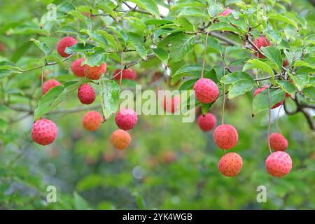 Cornus «Norman Hadden», il frutto simile alla fragola rossa dell’albero normanno Hadden. Foto Stock