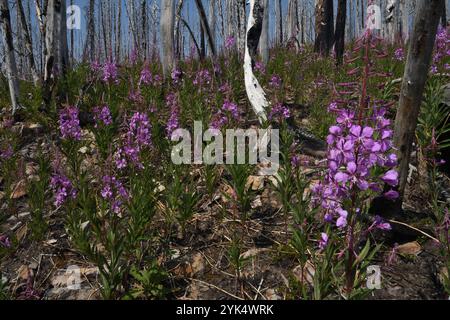 Le alghe (Chamaenerion angustifolium) crescono 6 anni dopo l'incendio di Davis nella Northwest Peak Scenic area. Purcell Range, Montana nord-occidentale. Foto Stock