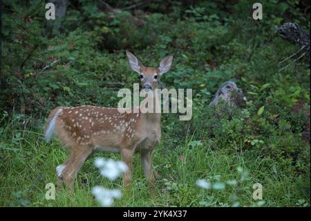 Whitetail fawn (Odocoileus virginianus) all'alba in estate. Yaak Valley, Montana nord-occidentale. Foto Stock