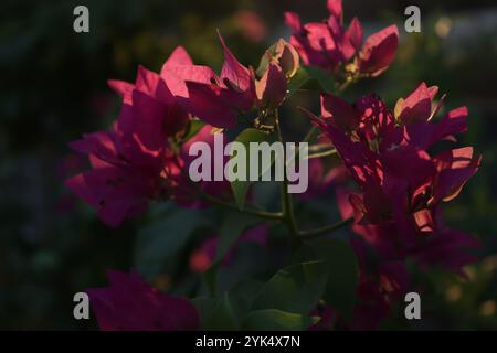 Fiori rosa baciati dal sole Foto Stock