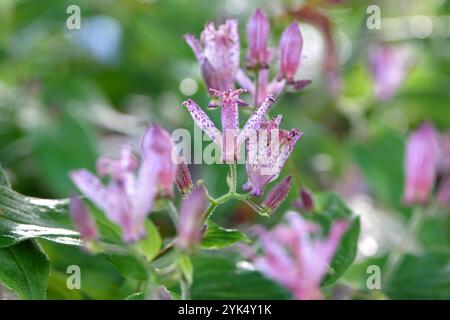 Purple Tricyrtis hirta «Taiwan Atrianne», Giglio di rospo giapponese, in fiore. Foto Stock
