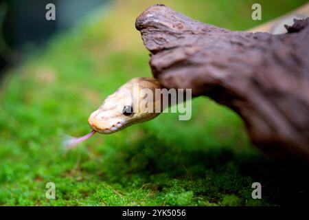 Serpente misto giallo e bianco di pitone. Foto Stock