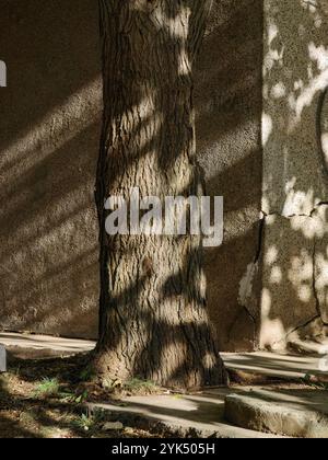 Corteccia degli alberi ombreggiata contro il muro: La natura intorno all'angolo Foto Stock