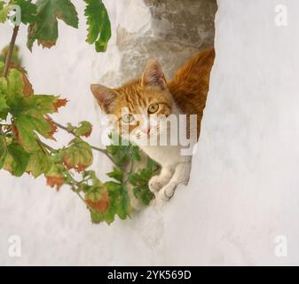 Giovane gattino carino, tabby rosso bicolore con bianco, che sbircia curiosamente fuori da un nascondiglio in un buco bianco con foglie di vite, Grecia Foto Stock