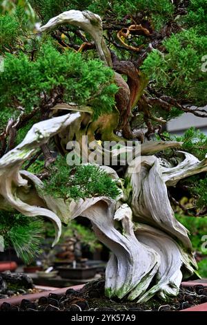 Museo Bonsai di Tokyo Foto Stock