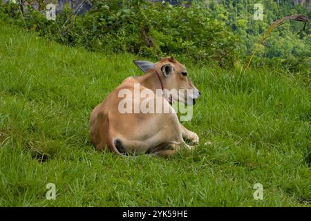 Mucca sdraiati sull'erba Foto Stock